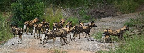 African Wild Dogs: Uncover the Mysteries of this Intriguing Predator