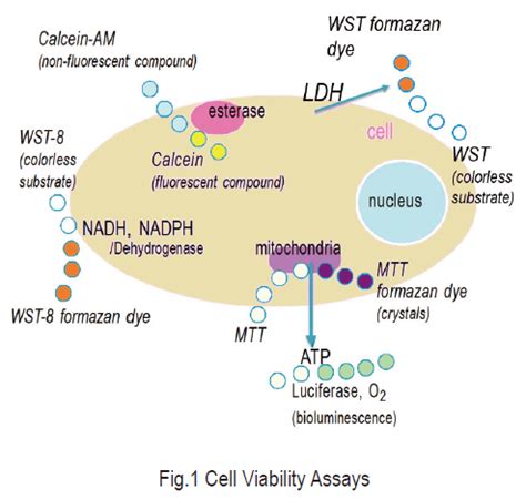 Cell Proliferation / Cell Cytotoxicity Assay DOJINDO LABORATORIES