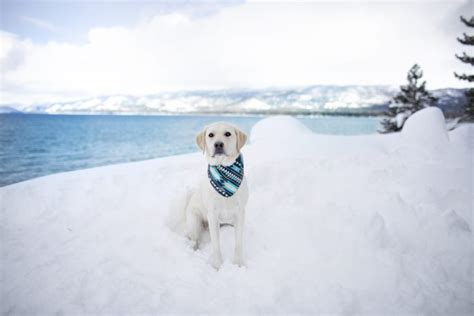 Winter Hiking in Lake Tahoe with your Dog – Dont Stop Retrieving