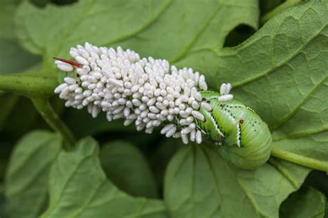 How to Spot and Get Rid of Tomato Hornworms in the Garden