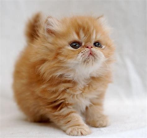 Names for Persian Cats : Cats, Dogs and Animal Pictures