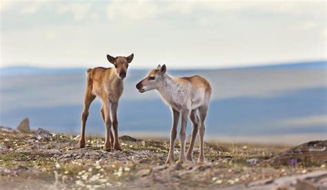 Western Arctic land use plan sacrifices wildlife protections | Alaska Wilderness League