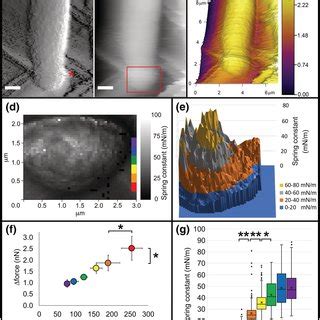 Schizosaccharomyces pombe cell poles have decreased cellular stiffness.... | Download Scientific ...