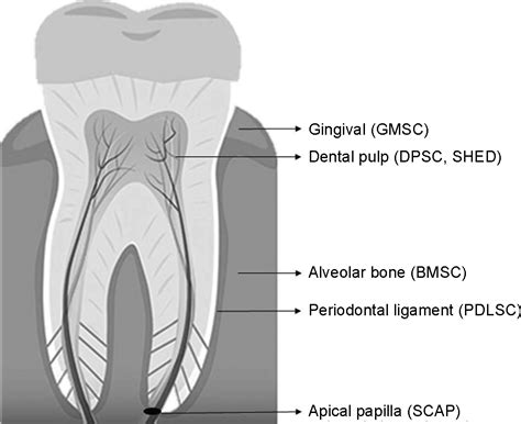 Dentin-Pulp Complex Regeneration | Pocket Dentistry