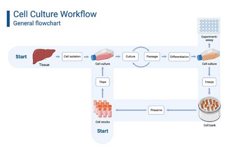 Cell Culture Workflow | BioRender Science Templates