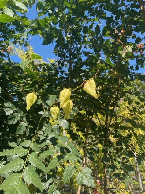 Golden Rain Tree - Lakeside Plants & Nursery