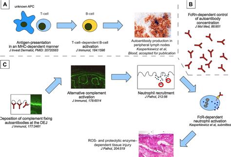 Pathogenesis of Epidermolysis Bullosa Acquisita | Plastic Surgery Key