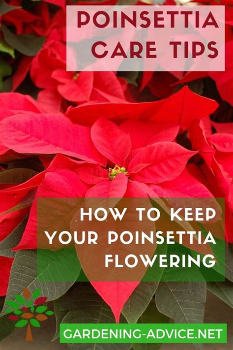 Poinsettia care tip s to keep your plants flowering beyond Christmas! #gardening #gardeningtips ...