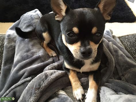 Black pedigree shorthaired chihuahua - Stud Dog in Swansea, the United ...