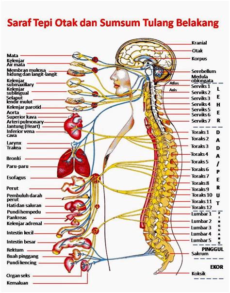 Persamaan antara sistem saraf dan sistem hormonal | TRENDING TOPIK BLOG