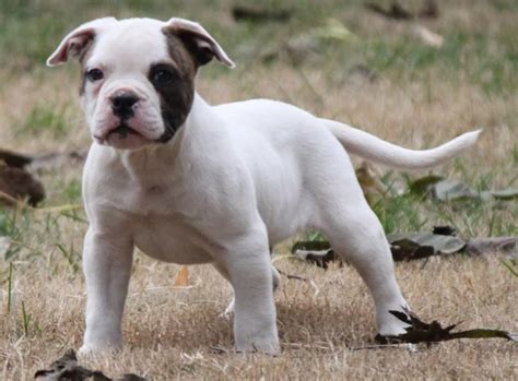 American Bulldog Boxer Mix Puppies Picture | Animals | Pinterest