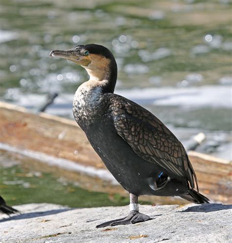 Pictures and information on White-breasted Cormorant