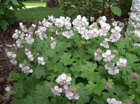 Image result for geranium x cantabrigiense 'biokovo' | Geraniums, Hardy ...