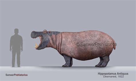 Hippopotamus Antiquus Size by SameerPrehistorica on DeviantArt