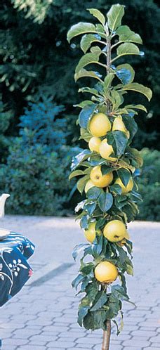 Golden Sentinel Columnar Apple Tree | Ison's Nursery & Vineyard in 2020 ...