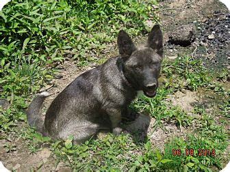 Silver ADOPTION PENDING | Adopted Dog | Manchester, CT | Scottie ...