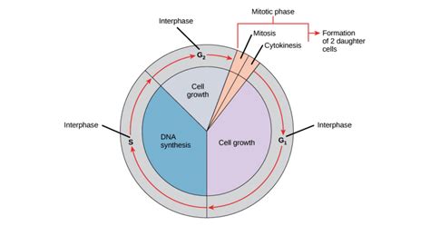 What Happens During Interphase Of A Cell Cycle? | Science Trends