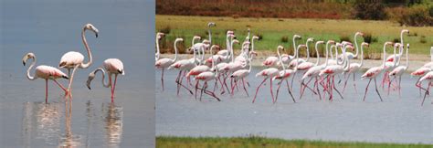 Flocks of Greater Flamingos in Mankumban (9º 38' N; 79º 56') and Vallai... | Download Scientific ...