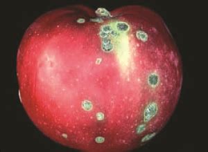 Apple Scab, a Fungal Disease : Aspen Arboriculture