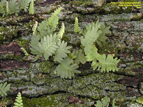 Resurrection Fern, Florida Native Plants, Epiphyte, Nassau County, Indoor Gardens, Neighbors ...