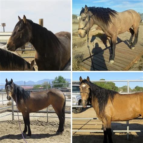 Buckskin Horse Color - Origin, Genetics, and Variations - Helpful Horse ...