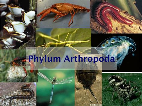 PPT - Phylum Arthropoda PowerPoint Presentation - ID:156040