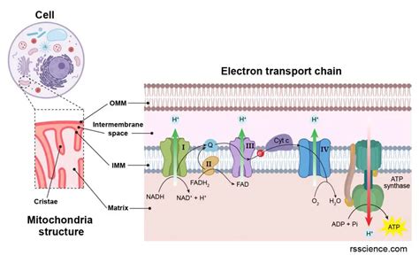 Mitochondria - the powerhouses of the cell - definition, structure, function, and biology - Rs ...