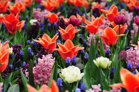 Keukenhof Holland 2025: Eintrittspreise & Online-Tickets