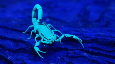 Blue Scorpion Facts - Doyle's