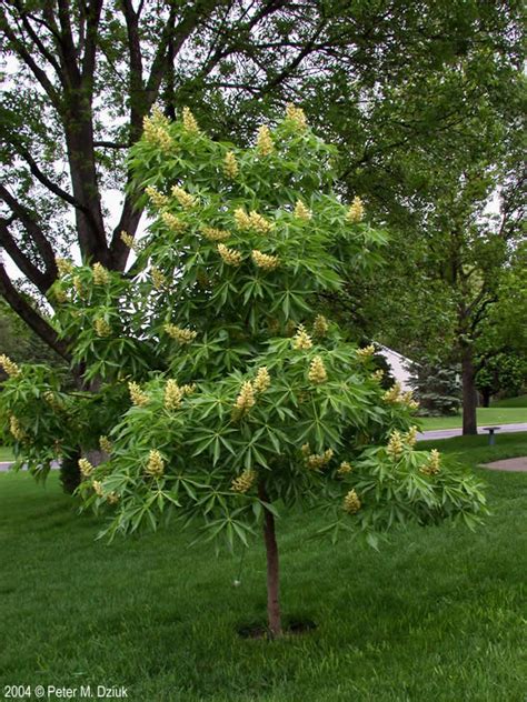 Aesculus glabra (Ohio Buckeye): Minnesota Wildflowers