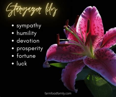 🌺 Lily Flower Meaning, Symbolism - A Symbol Of Femininity, Motherhood ...