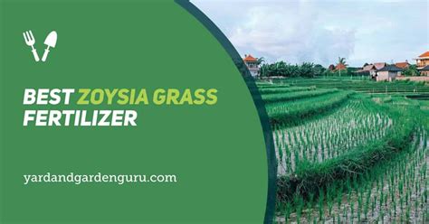 Best Zoysia Grass Fertilizer in 2023