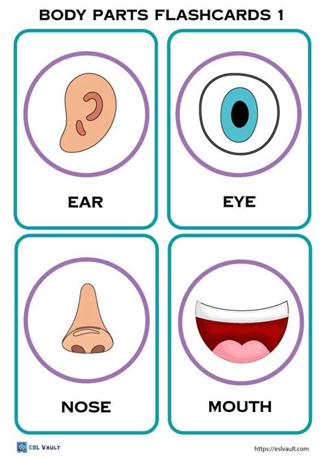 Body Parts Printable Flashcards - Printable Online