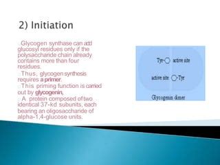 Glycogen Metabolism.pptx