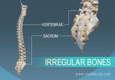 Vertebra and pelvis, examples of irregular bones of the human body | Types of bones, Human bones ...