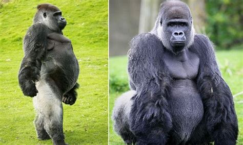 Ambam the gorilla who walks like a man celebrates his 24th birthday | Daily Mail Online