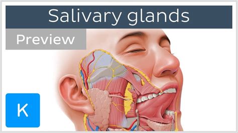 Salivary glands: structure and functions (preview) - Human Anatomy | Kenhub - YouTube