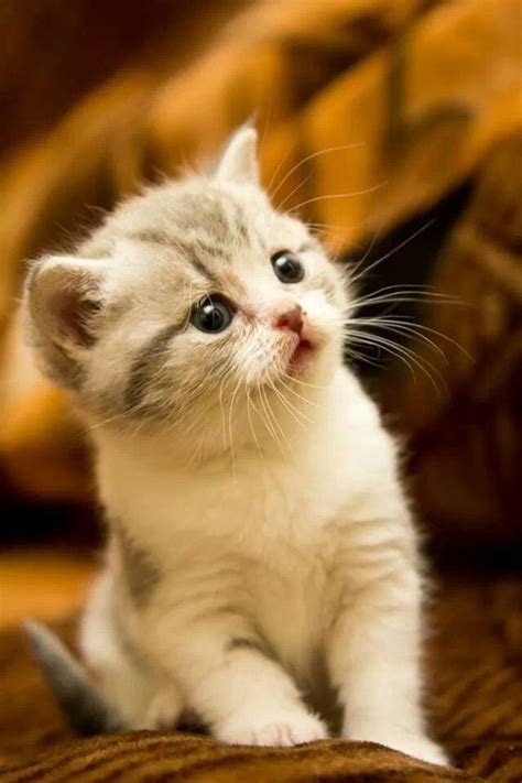 Sweet Kitten | Lovely Cats | Pinterest