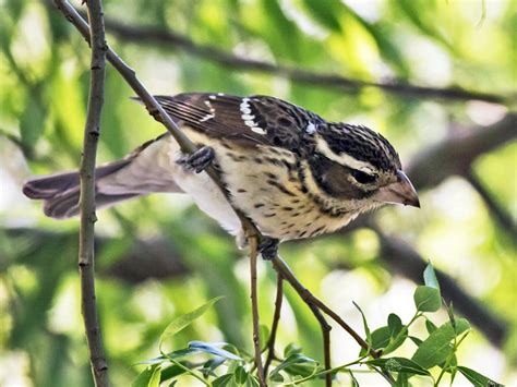 NestWatch | Rose-breasted Grosbeak - NestWatch