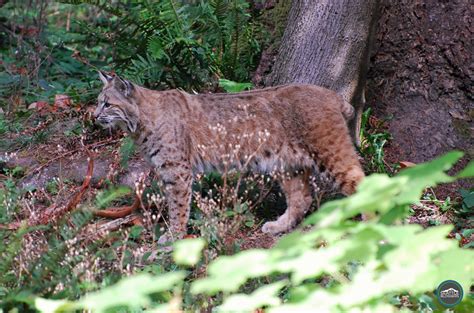 Northwest Trek | A Unique Wildlife Park Experience | Seattle Bloggers