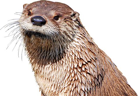 Otters PNG Isolated Pic - PNG Mart