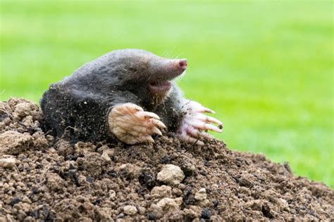 Effective Mole Damage Repair Techniques for Plants and Trees