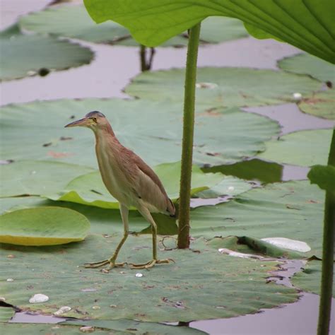 Bittern Symbolism & Meaning (+Totem, Spirit, & Omens) | World Birds