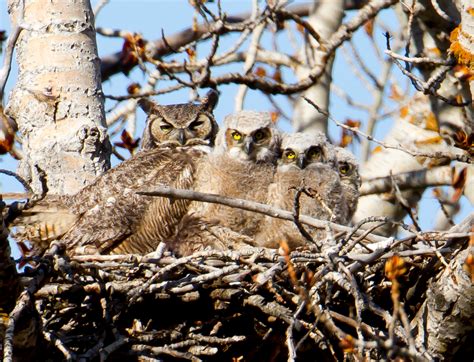 Great Horned Owl — Eastside Audubon Society