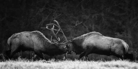 Arkansas Wildlife Photography: Bull Fight Picture