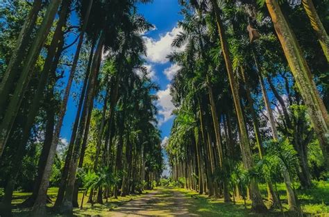 Botanical Garden: Exploring Kolkata's Botanical Delights