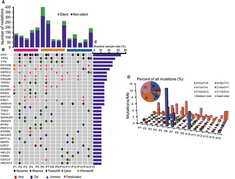 Genome‐wide somatic alterations landscape of CRCLMs. (A) Number and... | Download Scientific Diagram