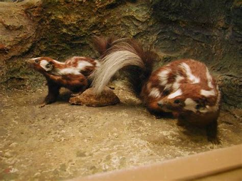 Skunk Stripe: Pictures, Facts & More