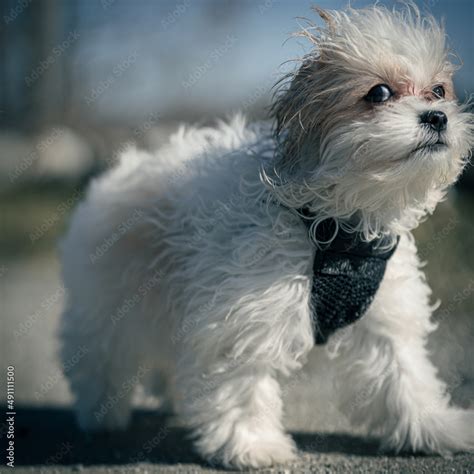 Ewok Puppy Stock Photo | Adobe Stock