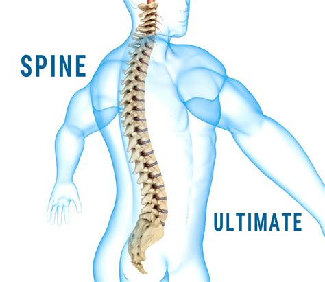 3d human spine spinal cord model